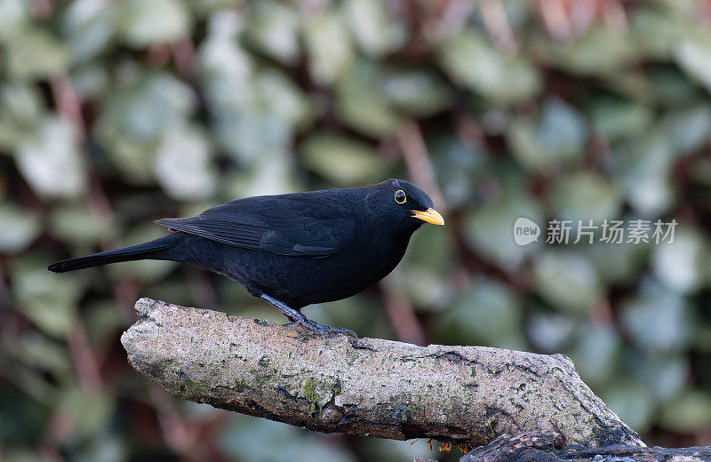 栖息在树枝上的黑鸟(Turdus merula)